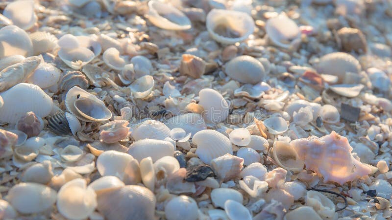White conch shell on the sand beach of sea or ocean with sunlight or sunshine on the morning. royalty free stock photography