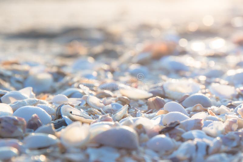 White conch shell on the sand beach of sea or ocean with sunlight or sunshine on the morning. royalty free stock photography