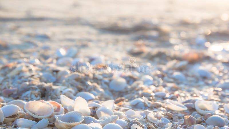 White conch shell on the sand beach of sea or ocean with sunlight or sunshine on the morning. royalty free stock photos