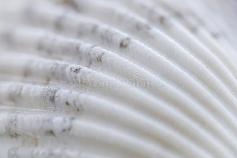 White conch shell on water with reflection royalty free stock photos