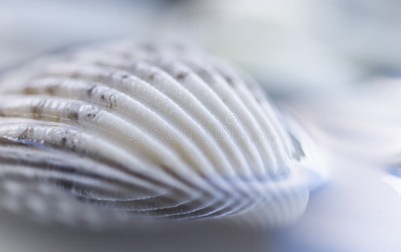 White conch shell on water with reflection royalty free stock photography