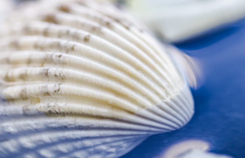 White conch shell on water with reflection royalty free stock photo