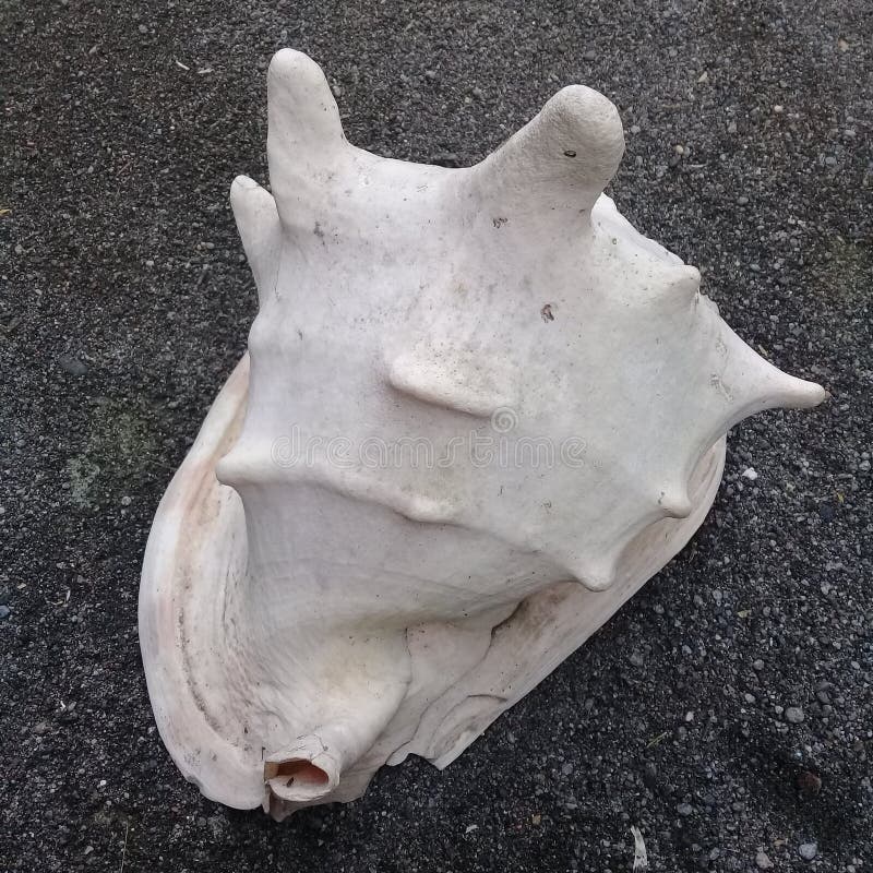 White conch shell royalty free stock photos