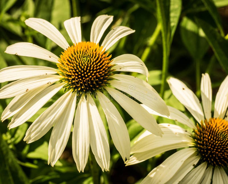 White Coneflowers stock photo. Image of coneflower, nature 100162910