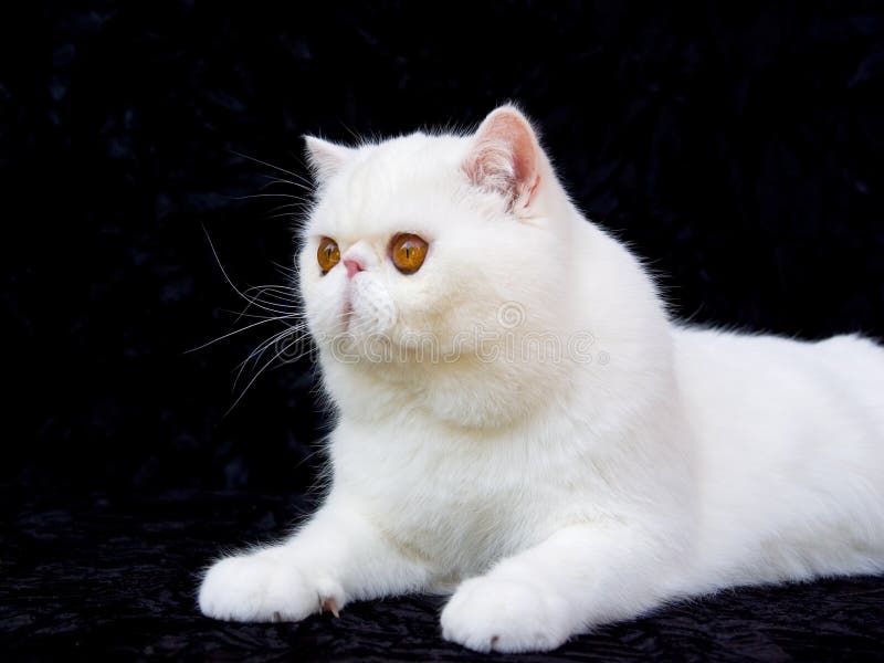 Cat Persian Copper Eyed White Stock Image Image of cute, copper 7509375