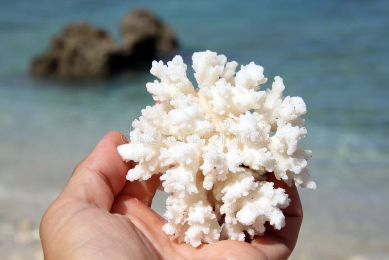 White coral royalty free stock photo