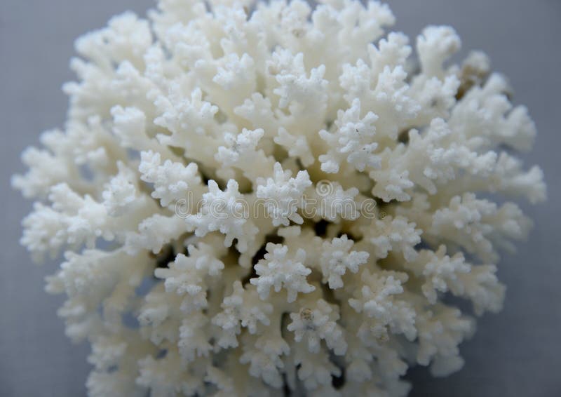 White Coral Close Up for Decoration Stock Image Image of decoration
