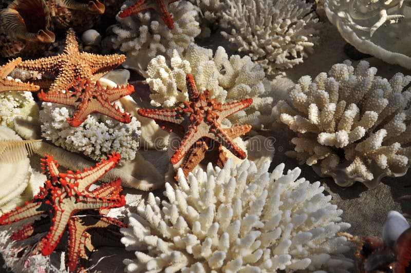White coral sea stars and other marine life