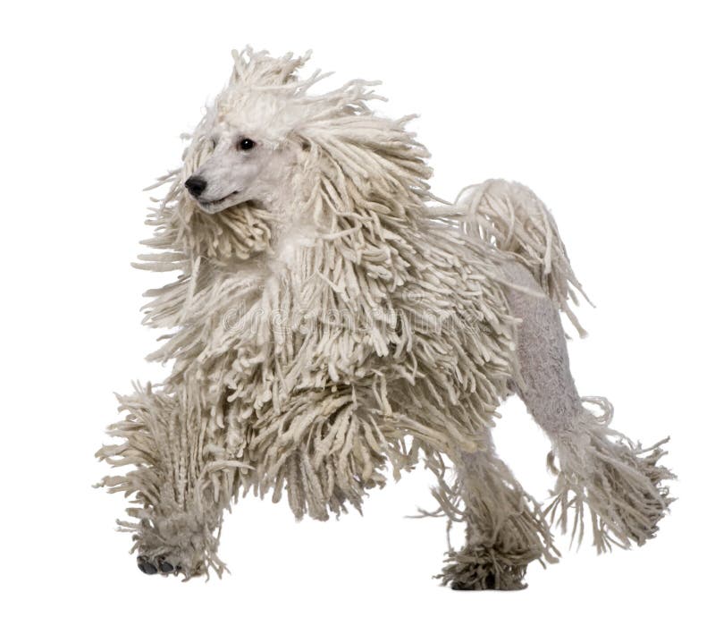 White Corded Standard Poodle Walking Stock Photo Image 15361280