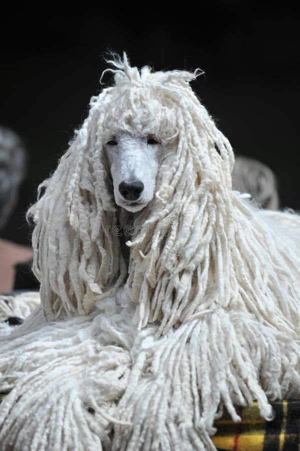 Poodle long hair discount