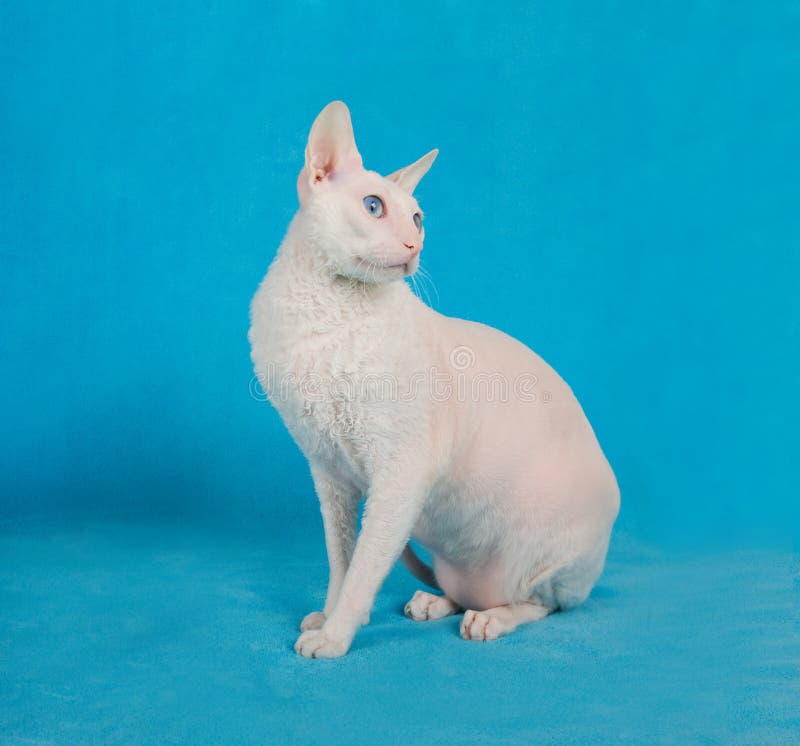 White cornish-rex