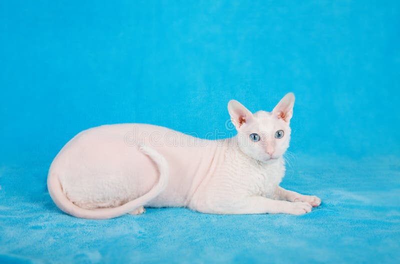 White cornish-rex