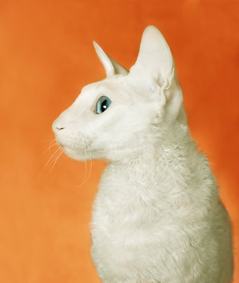 White cornish-rex