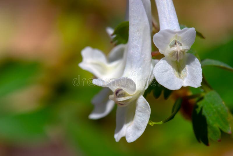 White Corydalis cava early spring wild forest flowers in bloom, close up of white flowering on the forest floor stock image White Corydalis cava early spring wild forest flowers in bloom, close up of white flowering on the forest floor stock image