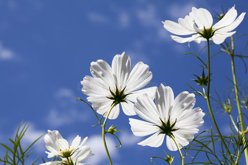 White cosmos Blumen gesehen aus dem Boden in Richtung blauer Himmel mit vereinzelten weißen Wolken.