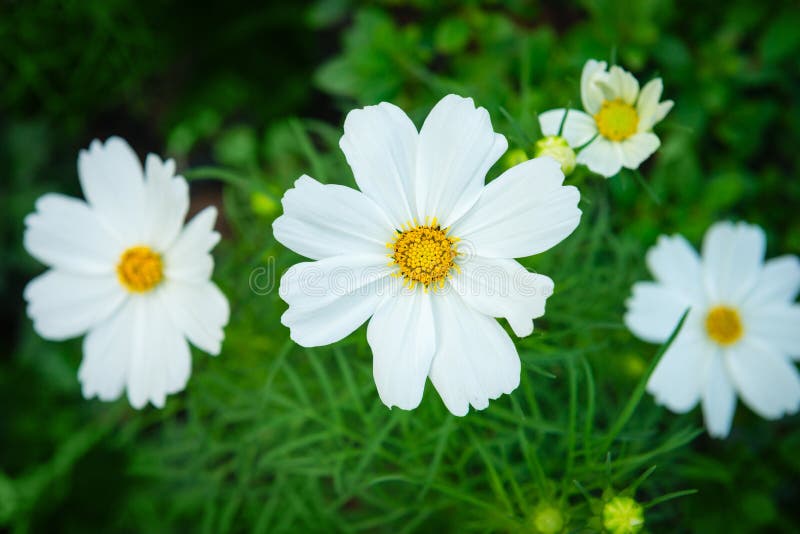 Download White Cosmos Genus Plant Flowers With Green Backrounds Stock Photo - Image of nature, flowering: 109753974