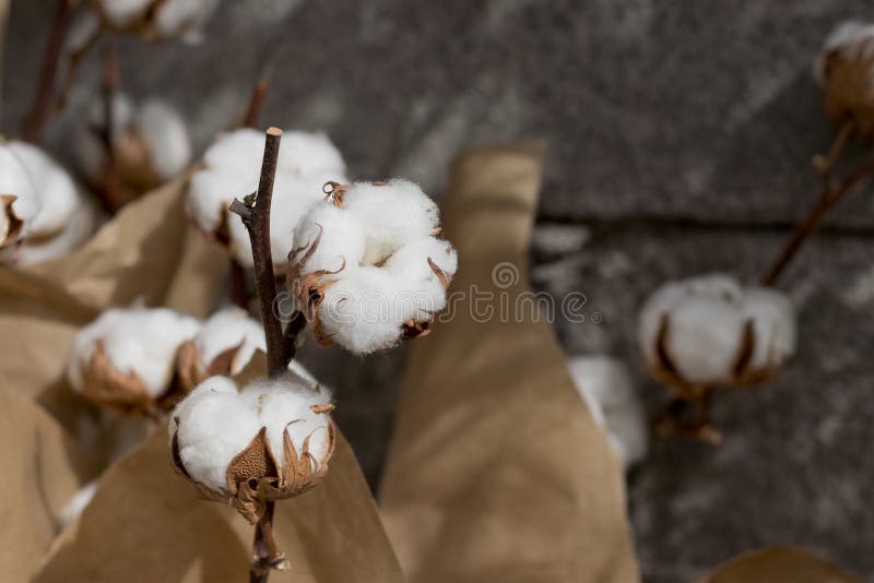 White cotton balls. stock photo. Image of ball, organic 88779278