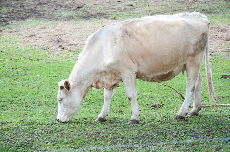 White cow