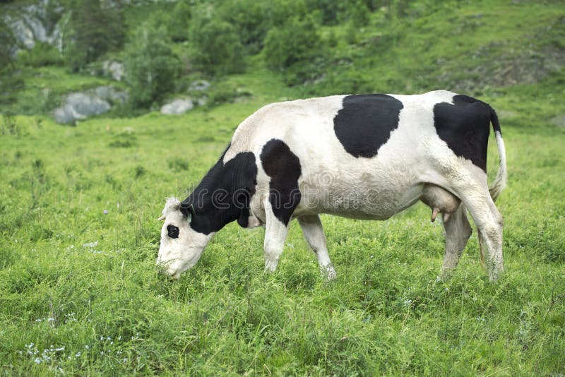 Cow grass