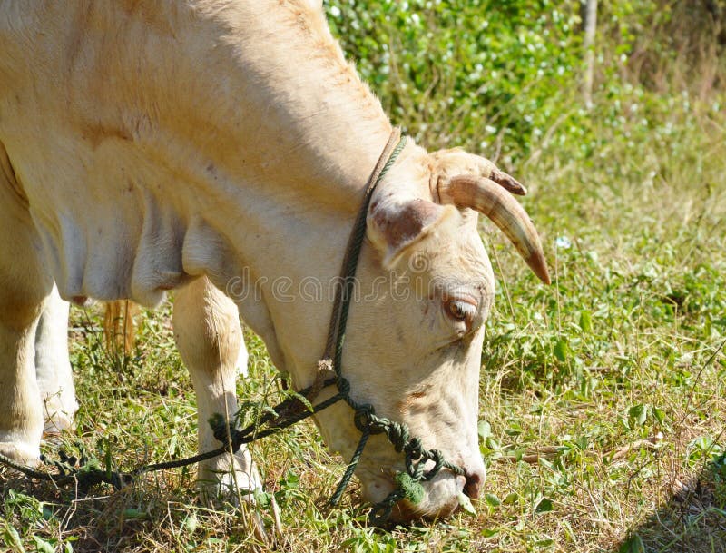 White cow feeding grass stock image. Image of road, domestic 51392645
