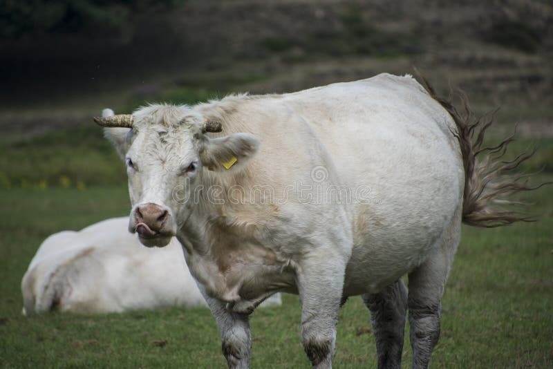 taurine cattle taurine cattle