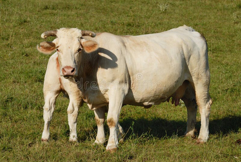 White cows stock image. Image of green, bullock, heifer 23290035