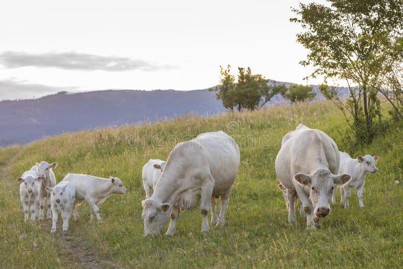 Bílé krávy, oblast Spiš, Slovensko