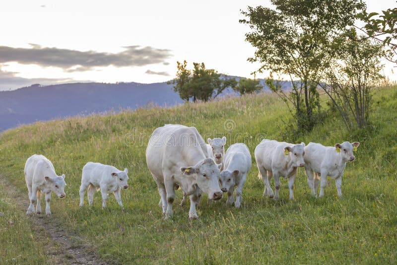 White cows, region Spis, Slovakia