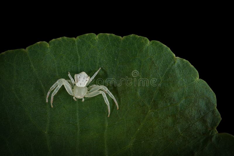White Crab Spider on Green Leaf Stock Photo Image of asia, nature