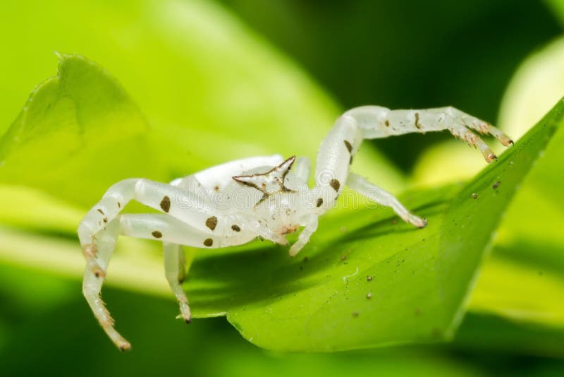 White Crab Spider stock image. Image of hunter, native 53965931
