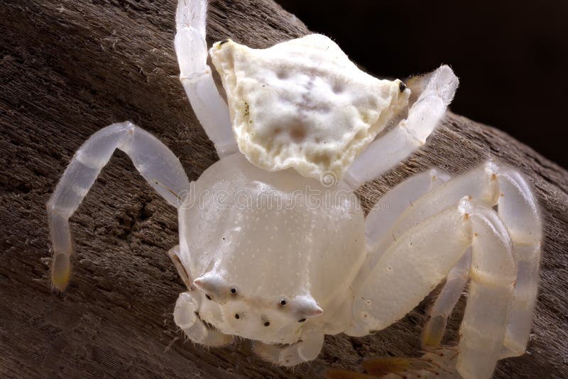 White Crab Spider stock photo. Image of nature, eyes 211216862