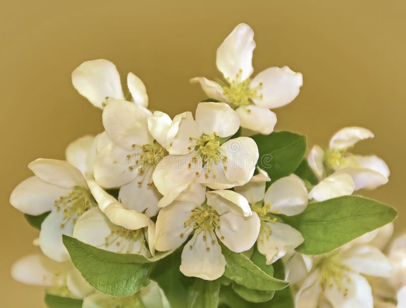 White Crabapple Blossoms II Stock Photo Image of fruit, bouquet