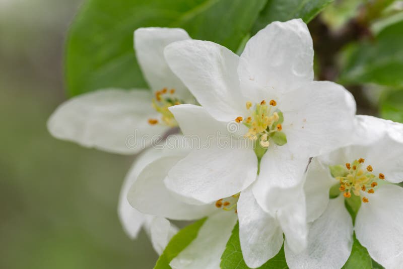 White Crabapple stock image. Image of white, tree, flowers 119373253