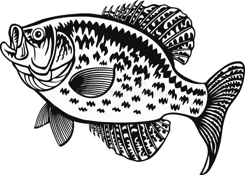 White Crappie fish - Freshwater sport fish - vector illustration