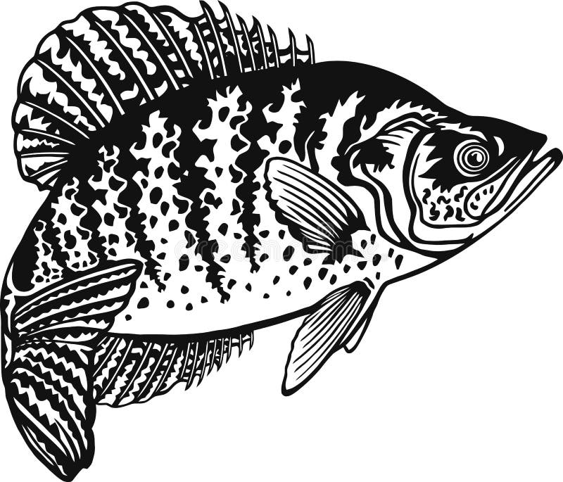 Download White Crappie Stock Illustrations - 471 White Crappie Stock Illustrations, Vectors & Clipart ...