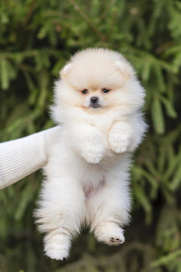 White Cream Pomeranian Spitz Puppy on Female Hands. Adoption of Pet. Woman Holding Dog Stock Photo - Image of adorable, friendship: 235229236 White Cream Pomeranian Spitz Puppy on Female Hands. Adoption of Pet. Woman Holding Dog Stock Photo - Image of adorable, friendship: 235229236