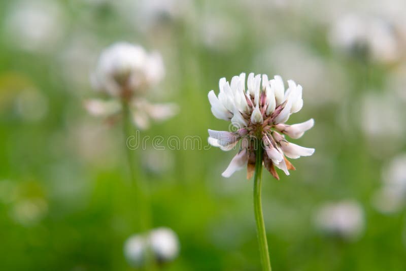 White creeping clover trefoil on the lawn close up royalty free stock image White creeping clover trefoil on the lawn close up royalty free stock image