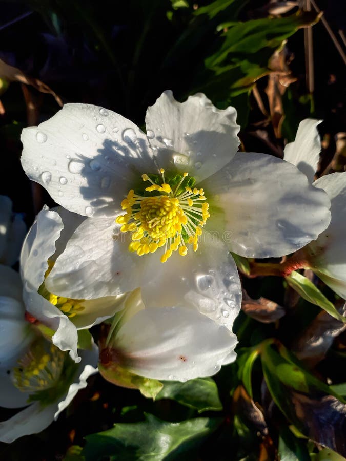 White Cristmas Roses in Early Spring Covered with Water Drops Stock ...