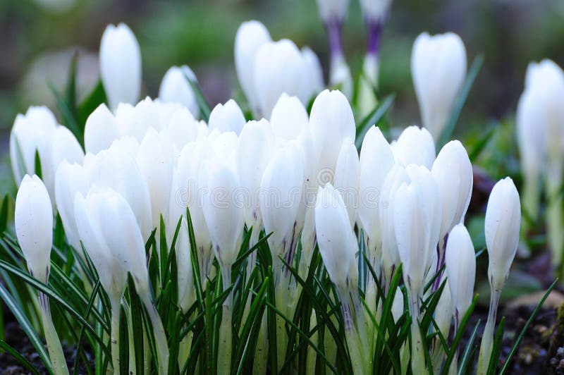 White crocus stock photos