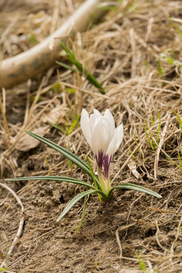 White Crocus Flowers stock photo. Image of white, flower 87254830