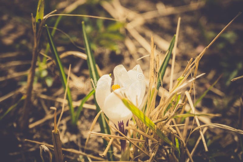 White Crocus Flowers Filtered Stock Image Image of macro, saffron