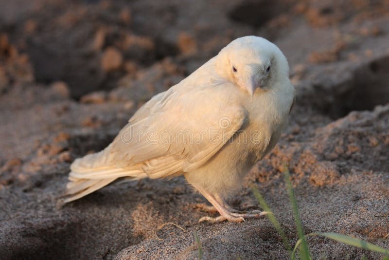 16,397 White Crow Stock Photos - Free & Royalty-Free Stock Photos from Dreamstime 16,397 White Crow Stock Photos - Free & Royalty-Free Stock Photos from Dreamstime