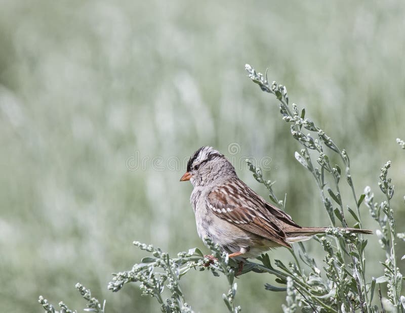 White-crowned Sparrow Zonotrichia leucophrys
