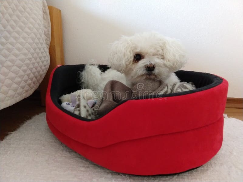 White cute Bichon dog sleeping on a pillow.