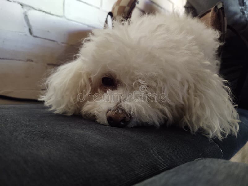 White cute Bichon dog sleeping on a pillow.