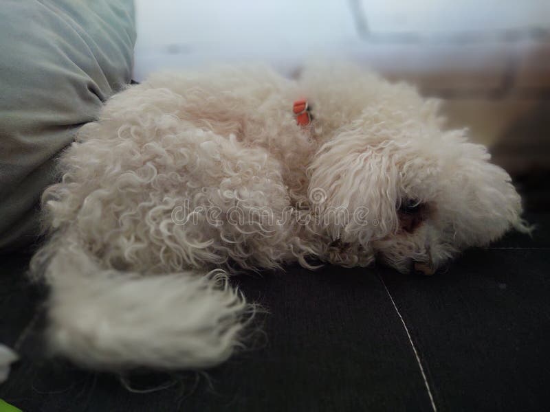 Biely roztomilý pes Bišonok spí na vankúši.