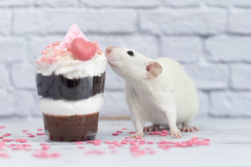 White cute decorative rat sits next to sweet dessert. A piece of birthday chocolate cake decorated with a pink heart and chocolate