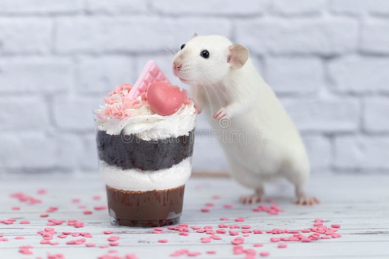 White cute decorative rat sits next to sweet dessert. A piece of birthday chocolate cake decorated with a pink heart and