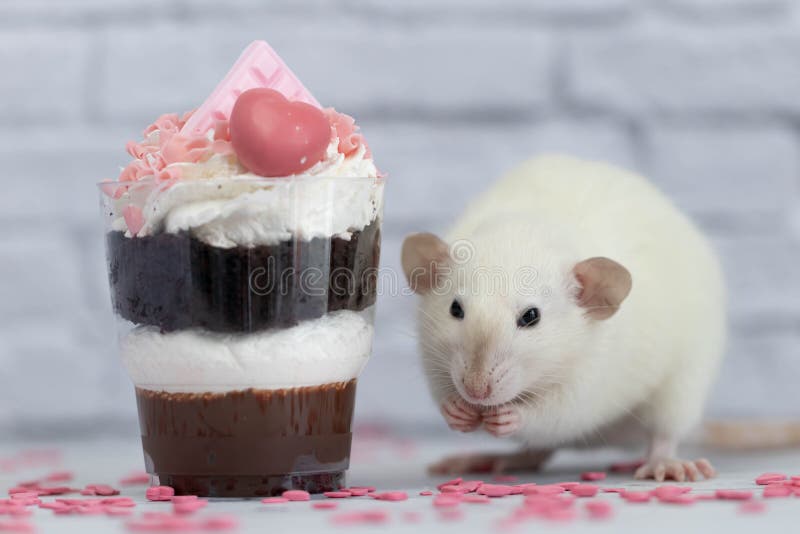 White cute decorative rat sits next to sweet dessert. A piece of birthday chocolate cake decorated with a pink heart and chocolate