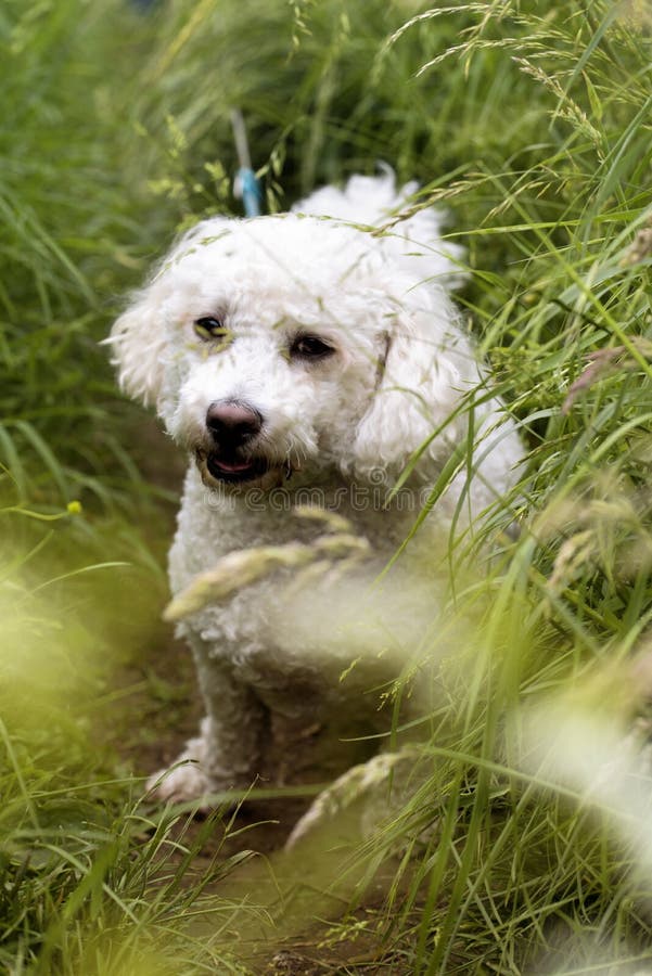 White cute dog into the grass royalty free stock image White cute dog into the grass royalty free stock image